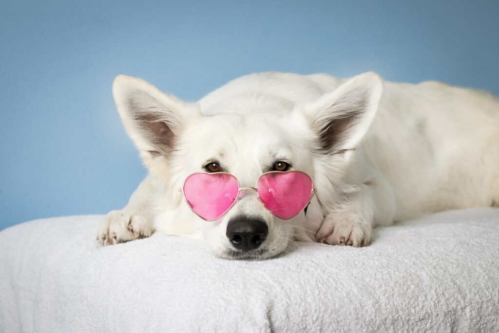  Pet Care Tips for Dogs for Beginners