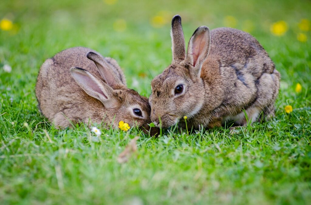 Pet Care Tips for Rabbits