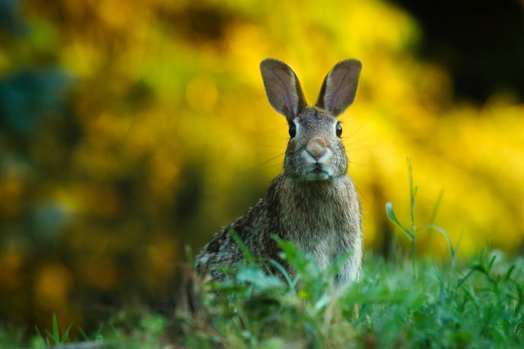 Pet Care Tips for Rabbits