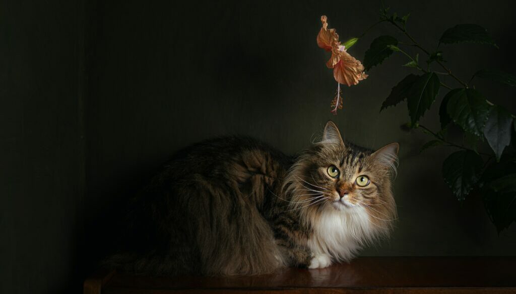 Veterinary Care for Cats