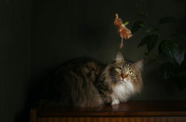 Veterinary Care for Cats