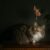 Veterinary Care for Cats