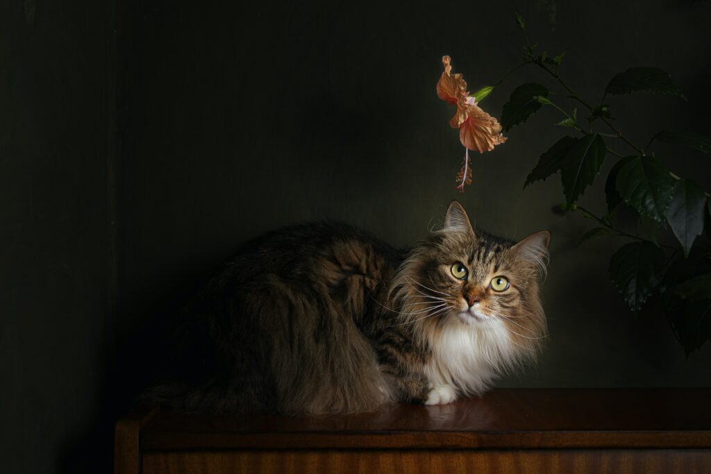 Furry Pet Care