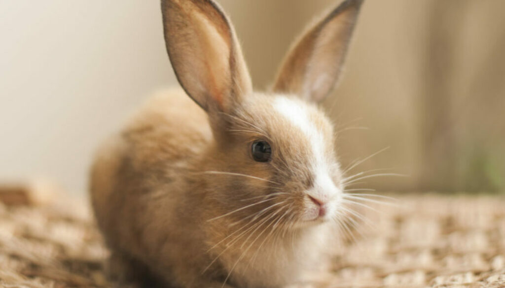 A-Z of Pet Healthcare