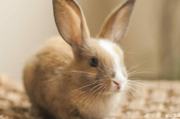 A-Z of Pet Healthcare