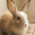 A-Z of Pet Healthcare