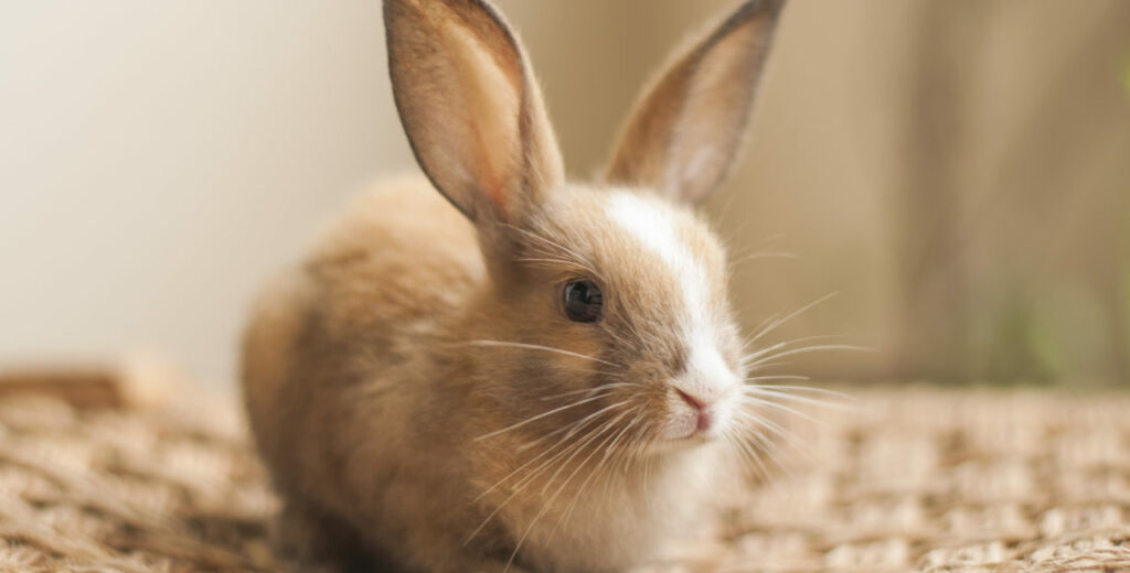 A-Z of Pet Healthcare