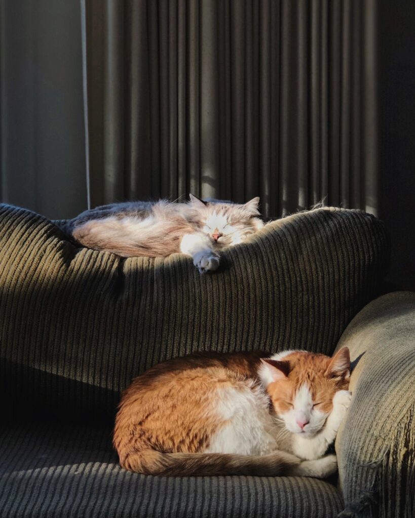 Furry Pet Care