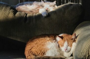 A-Z of Pet Healthcare