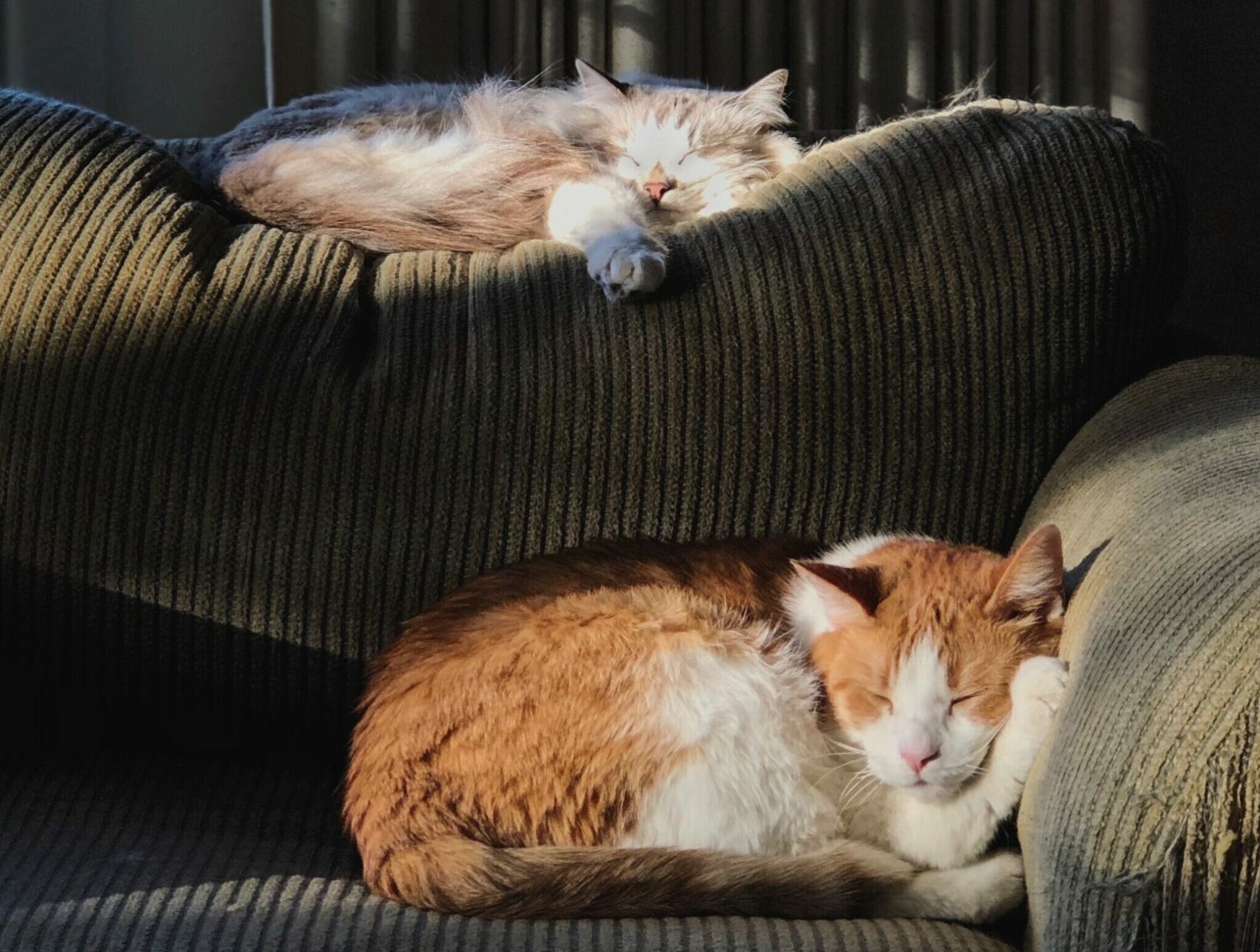 A-Z of Pet Healthcare