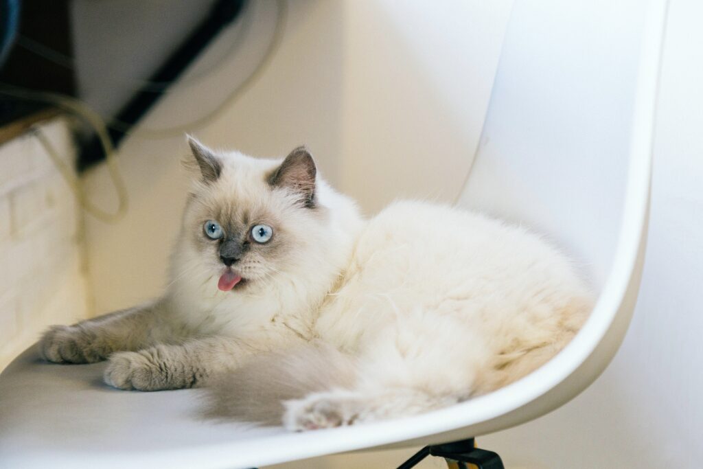 pet care tips for cats for beginners