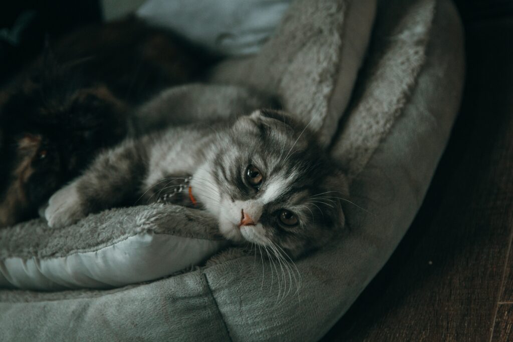 pet care tips for cats for beginners