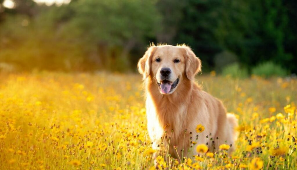 Veterinary Care for Dogs