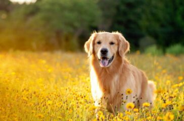 Veterinary Care for Dogs