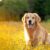 Veterinary Care for Dogs