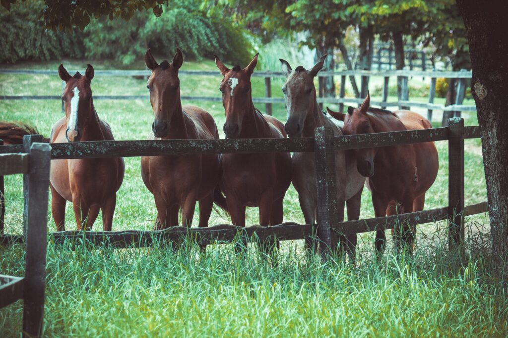 Pet Care Tips for Horses