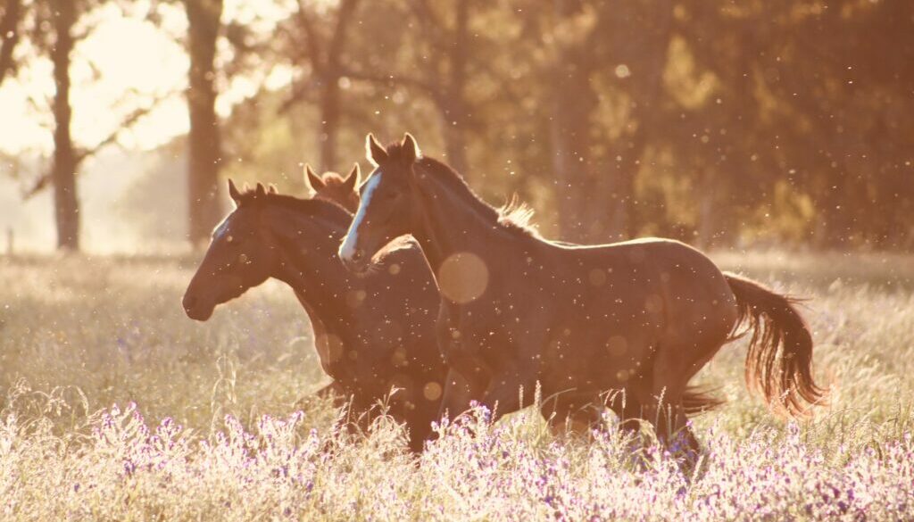 Veterinary Care for Horses