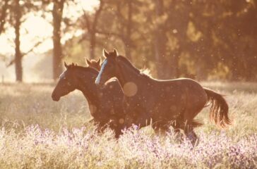 Veterinary Care for Horses