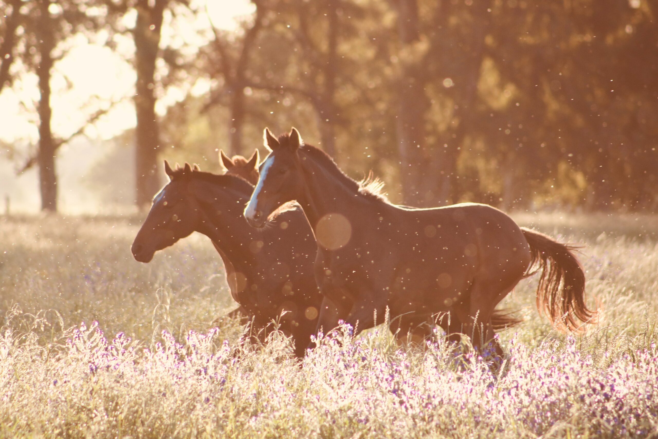 Veterinary Care for Horses