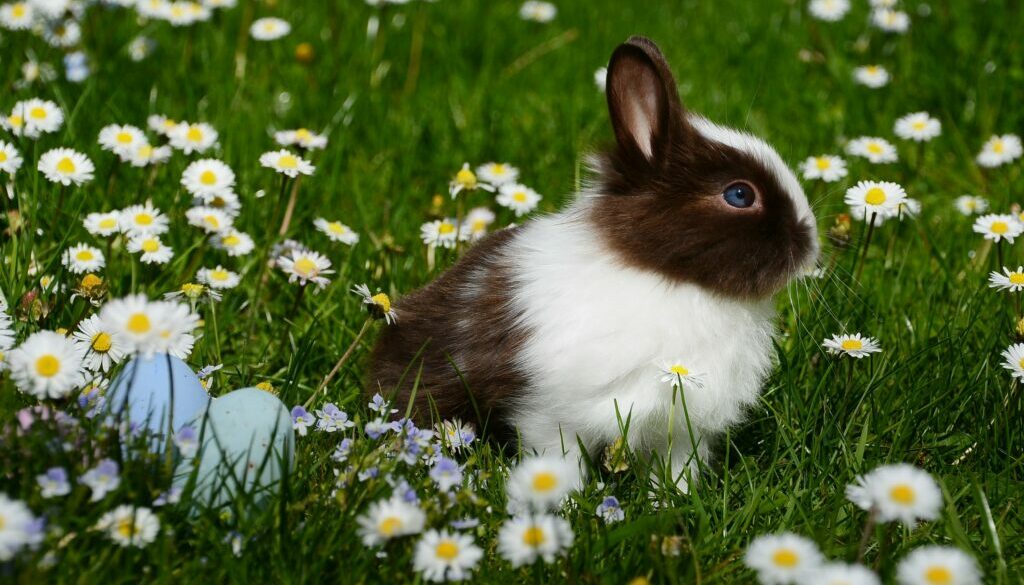 Grooming for Pet Health