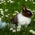 Grooming for Pet Health