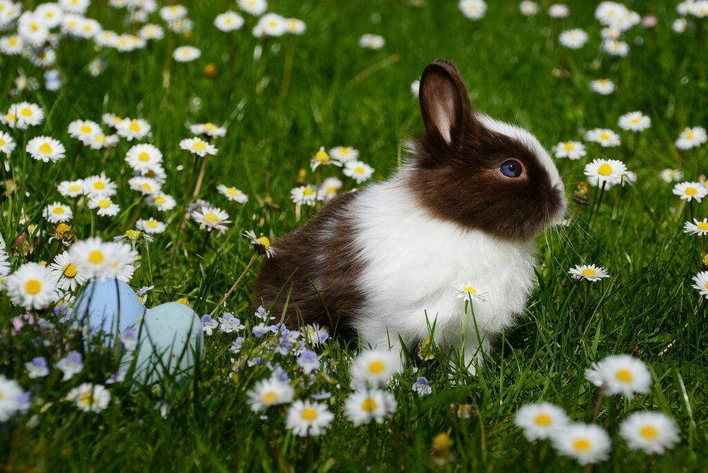 Pet Care Tips for Rabbits