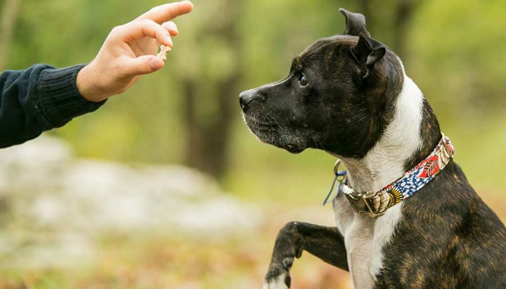 Managing Aggressive Behavior: Tips for a Well-Behaved Dog