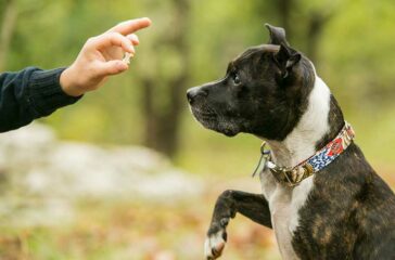 Managing Aggressive Behavior: Tips for a Well-Behaved Dog