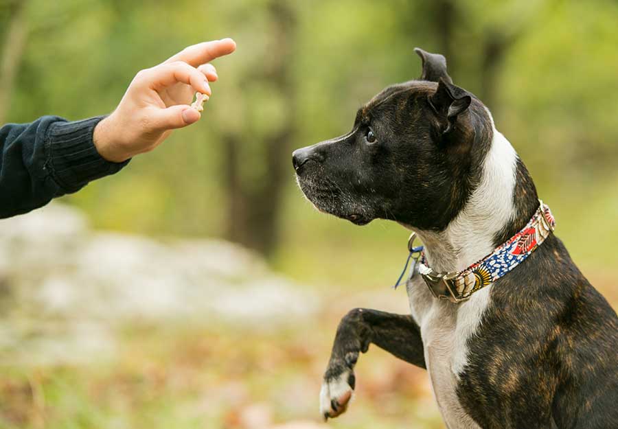 Managing Aggressive Behavior: Tips for a Well-Behaved Dog