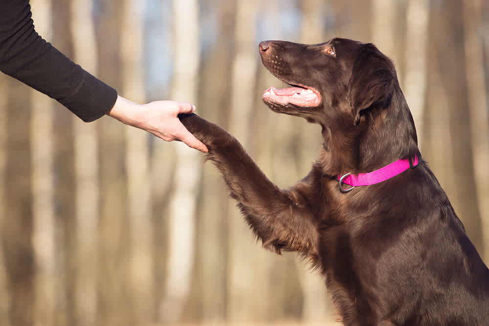 Managing Aggressive Behavior: Tips for a Well-Behaved Dog
