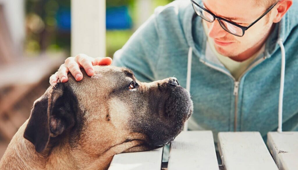 The Physical and Emotional Effects of Pet Loss Navigating the Journey of Grief