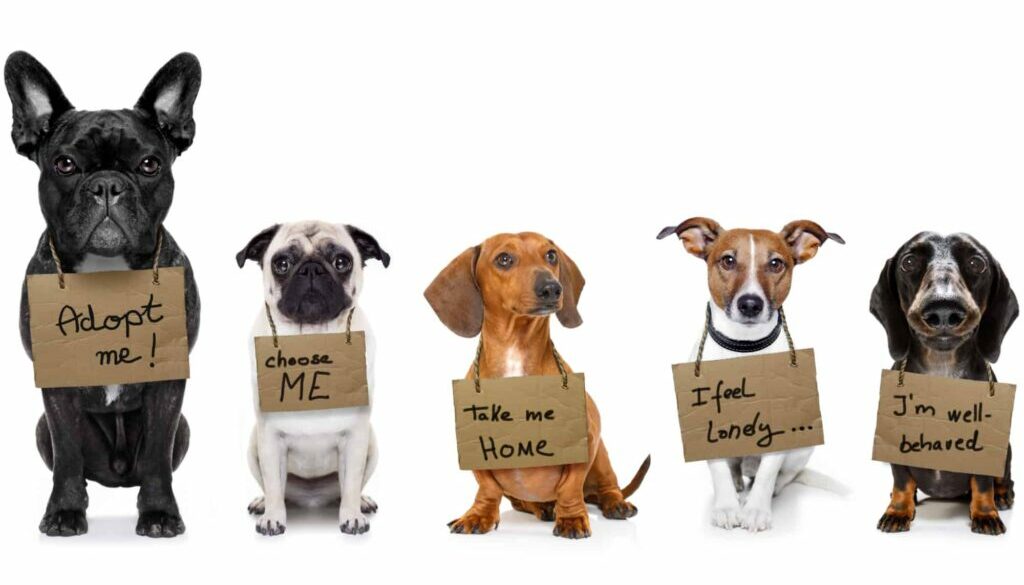 Pet Adoption
