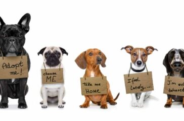 Pet Adoption