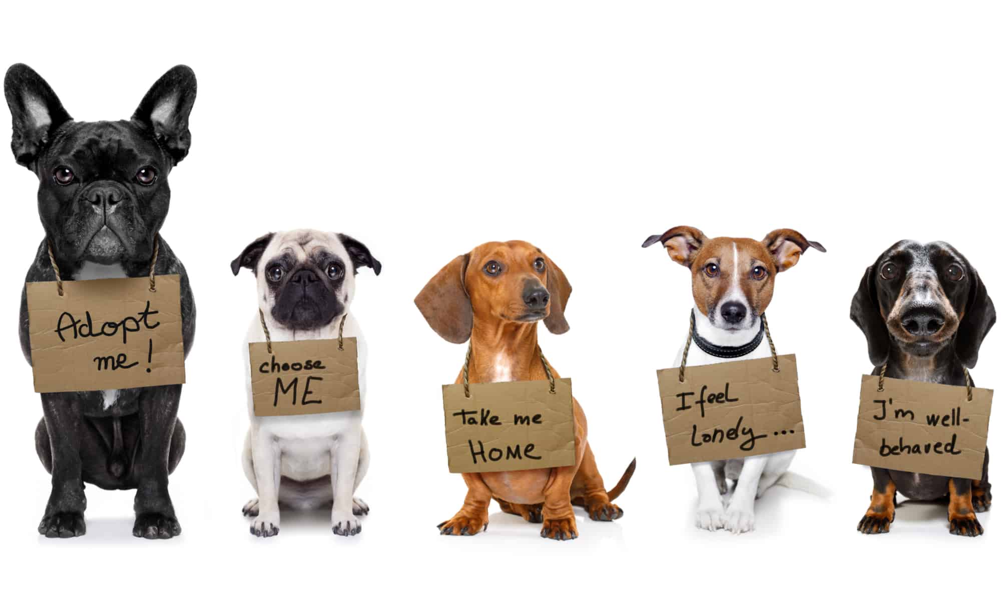 Pet Adoption