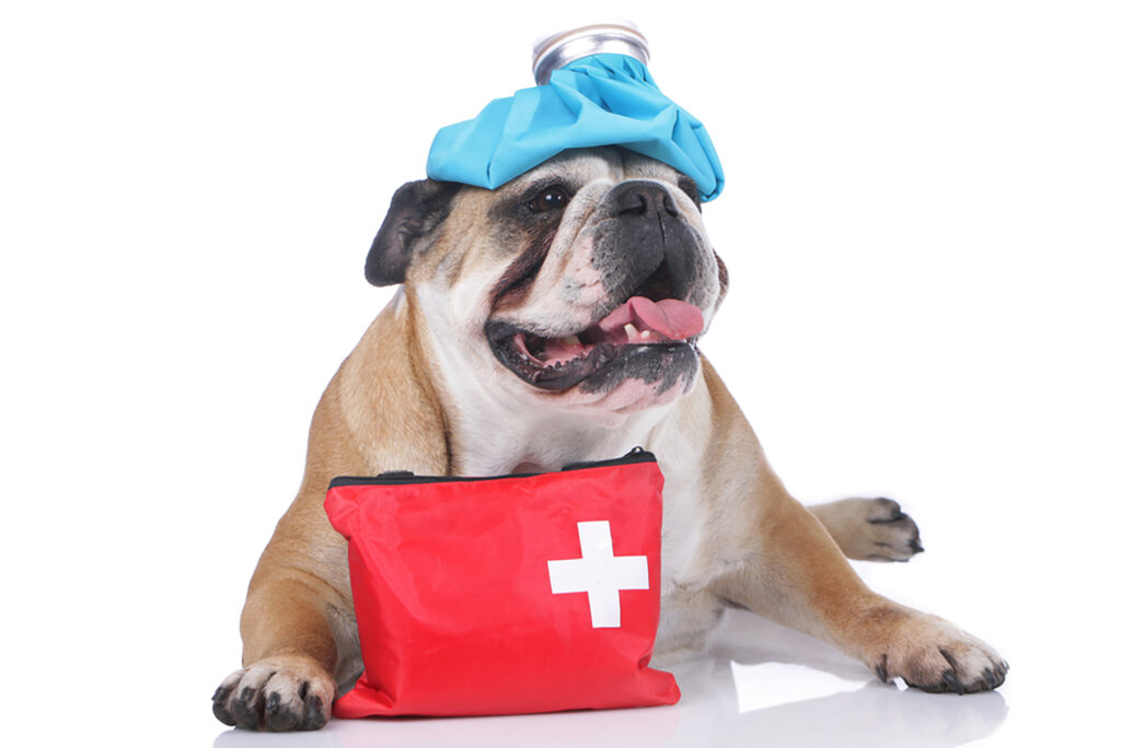 Pet First Aid
