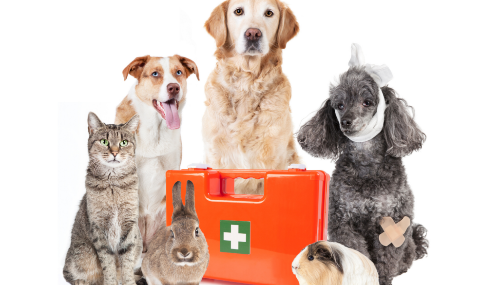 Pet First Aid