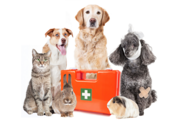 Pet First Aid