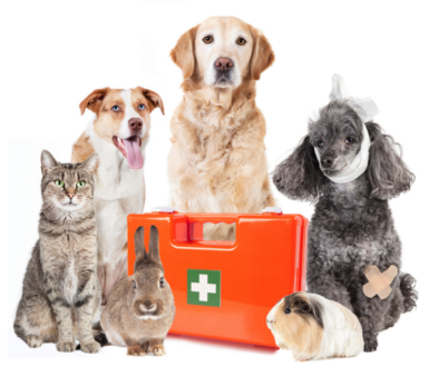 Pet First Aid