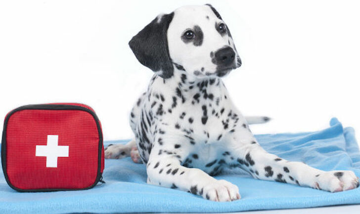 Pet First Aid
