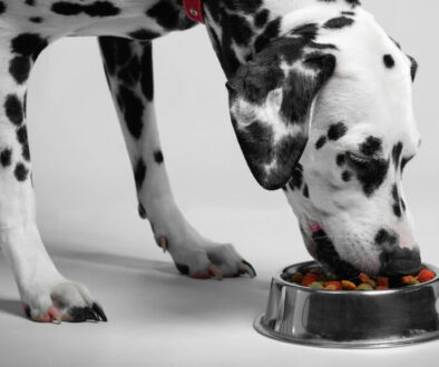 Pet Allergies