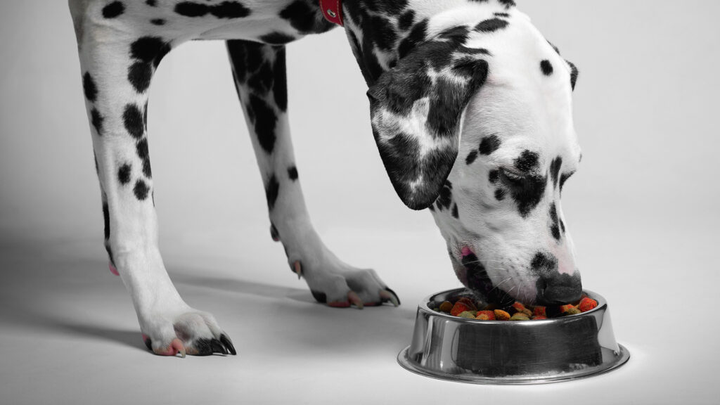 Pet Nutrition