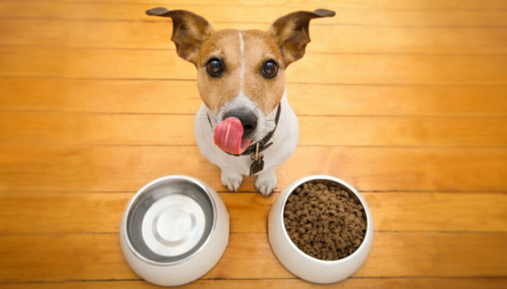 Pet Nutrition