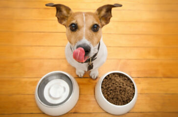 Pet Nutrition