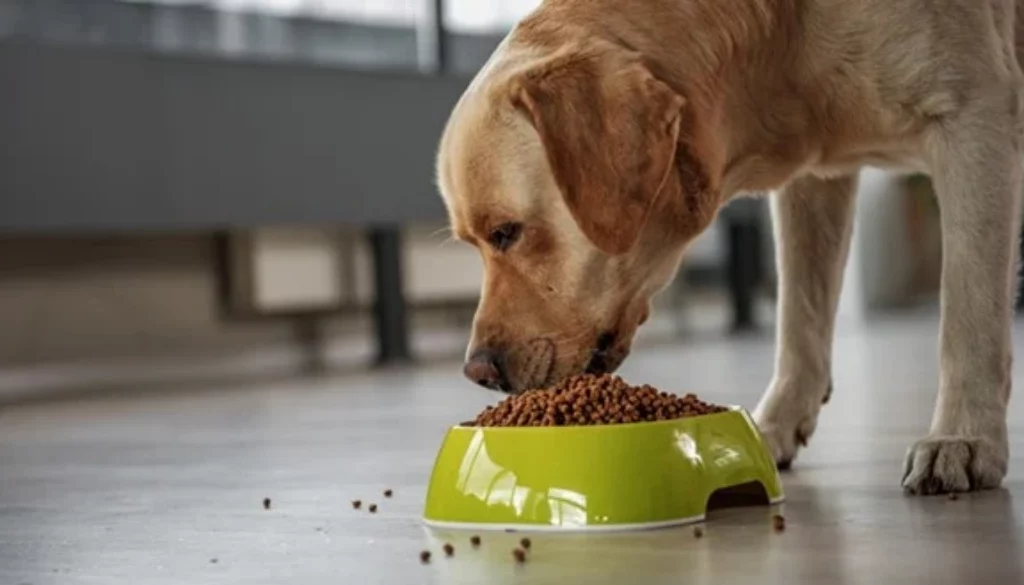 Heartworm Prevention for Pets