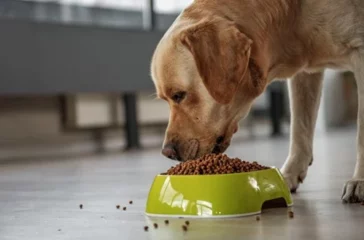 Heartworm Prevention for Pets