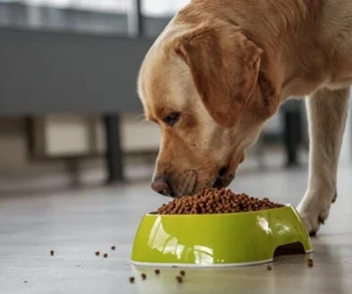 Heartworm Prevention for Pets
