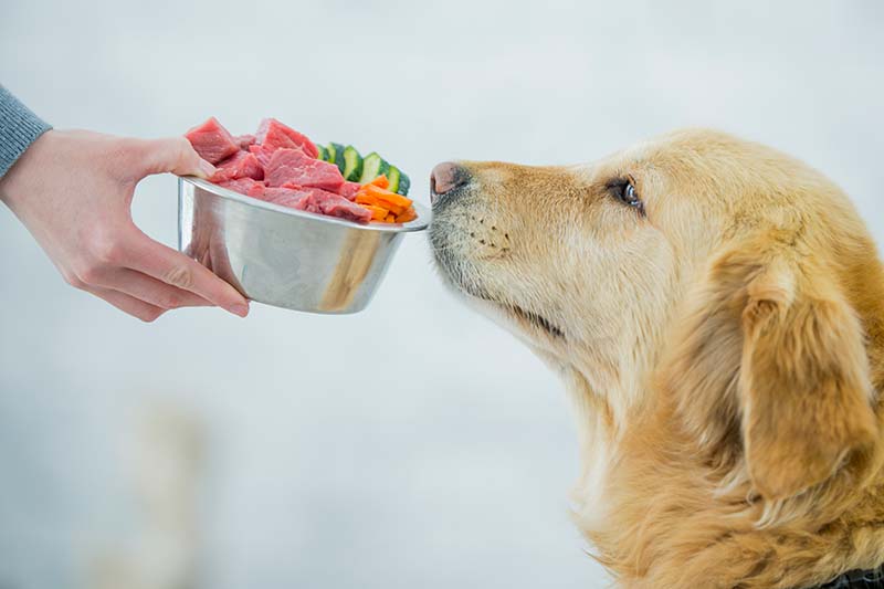  Basics of Puppy Training