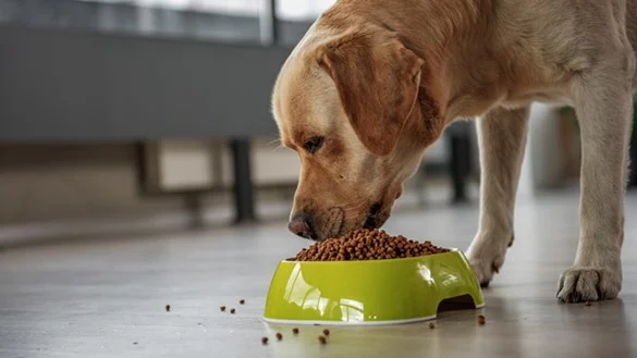 Pet Nutrition