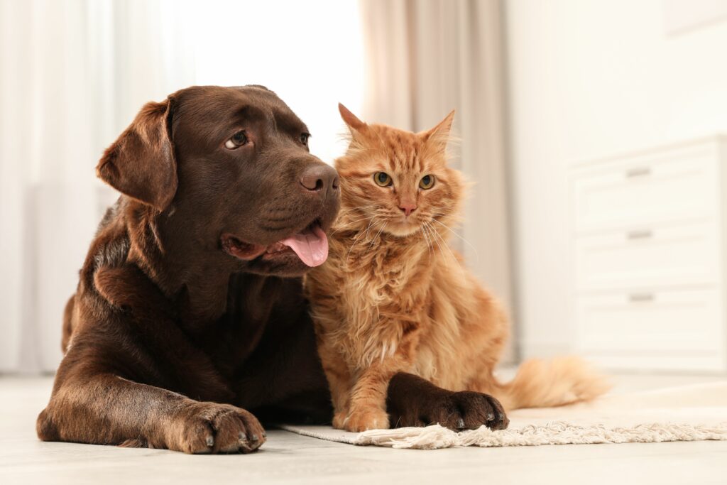Rescuing Pets Matters