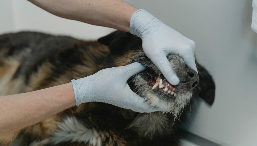 Pet Dental Health